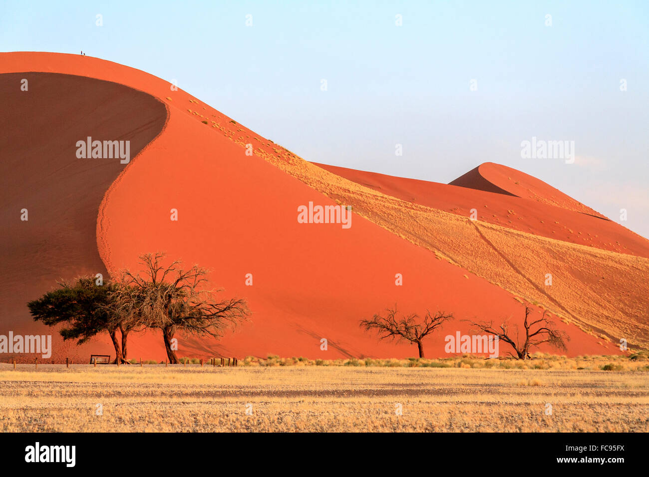 La Dune 45 dune star composé de 5 millions d'années, sable Sossusvlei, Désert du Namib, le Namib Naukluft National Park, Namibie Banque D'Images