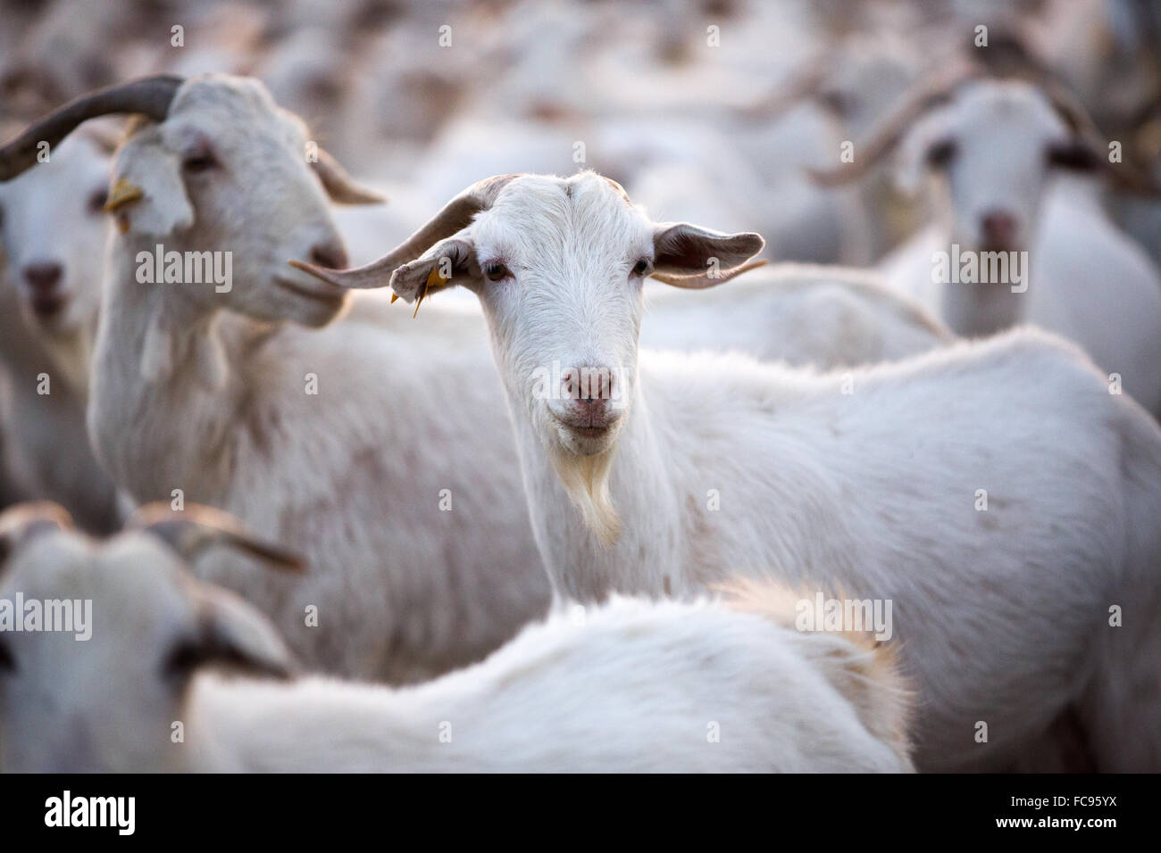 Les chèvres en Andalousie, Espagne, Europe Banque D'Images