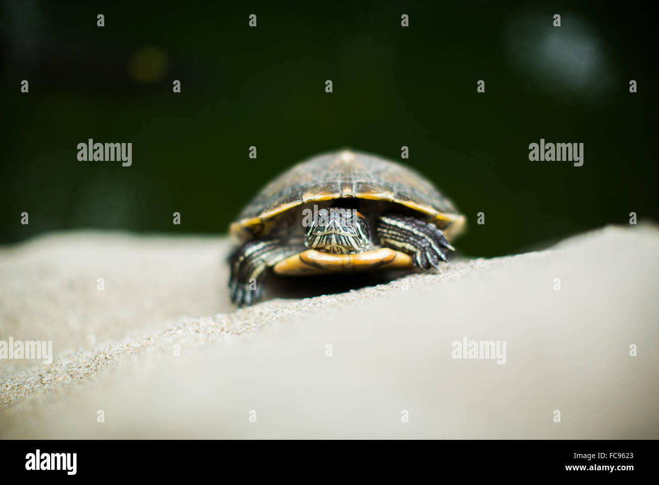 Tortue, Central Park, Hong Kong, Chine, Asie Banque D'Images