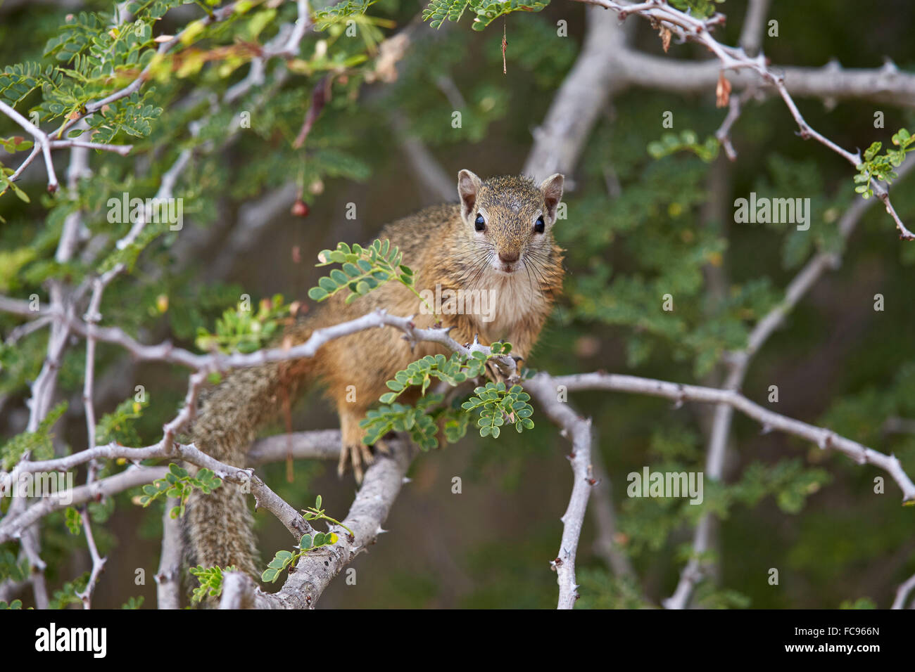 Écureuil arbre (Smith's bush squirrel) (jaune-aux pieds (Paraxerus cepapi) écureuil), Kruger National Park, Afrique du Sud, l'Afrique Banque D'Images