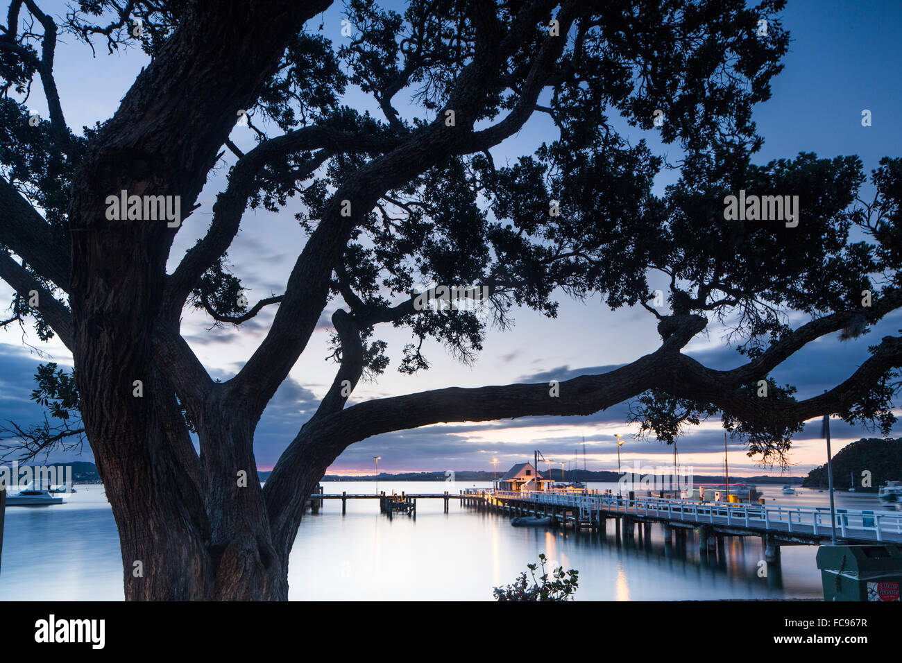 Arbre Pohutukawa, Russell, Bay of Islands, Île du Nord, Nouvelle-Zélande, Pacifique Banque D'Images