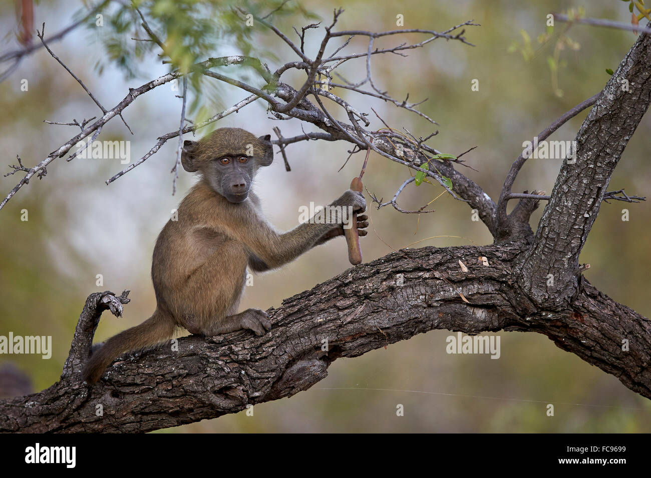 Babouin Chacma (Papio ursinus) mineur dans un arbre, Kruger National Park, Afrique du Sud, l'Afrique Banque D'Images