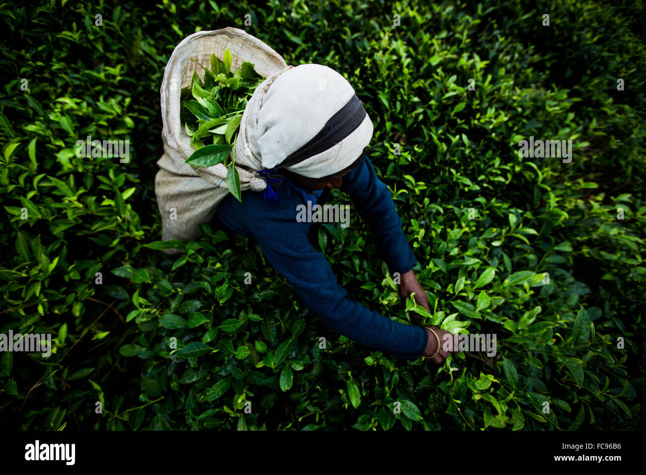 Plateau picker, Haputale, Sri Lanka, Asie Banque D'Images