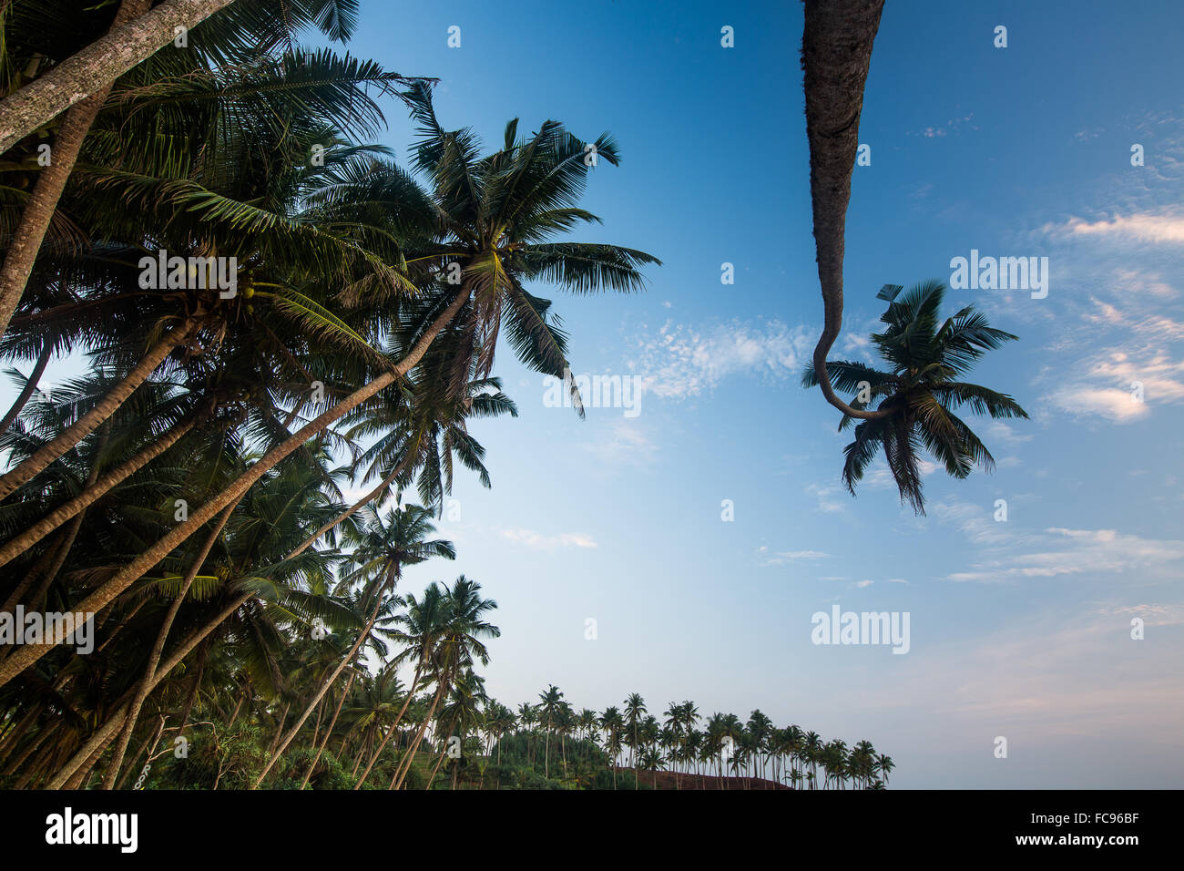 Palmiers, Mirissa, Sri Lanka, Asie Banque D'Images