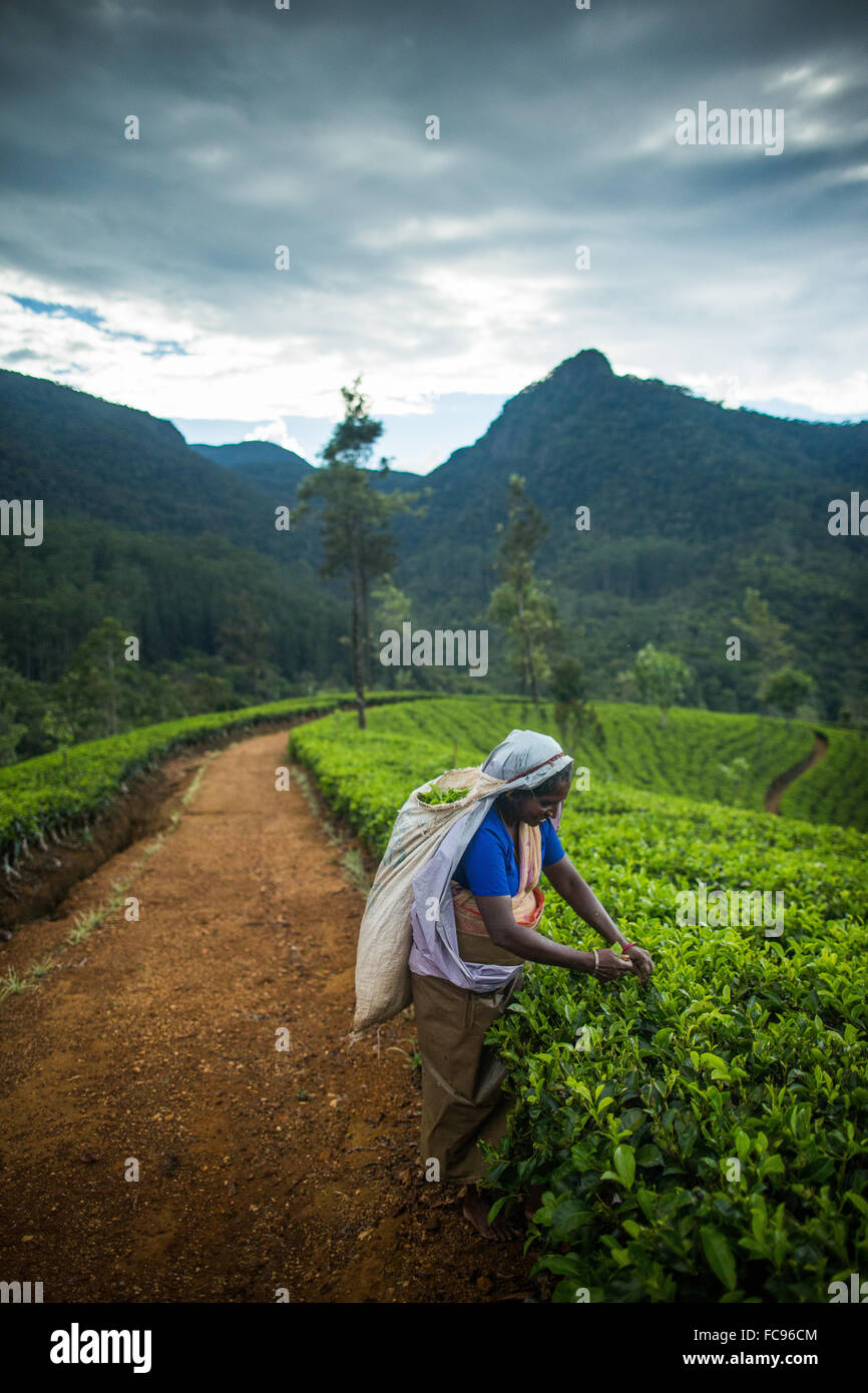 Plateau picker, Haputale, Sri Lanka, Asie Banque D'Images