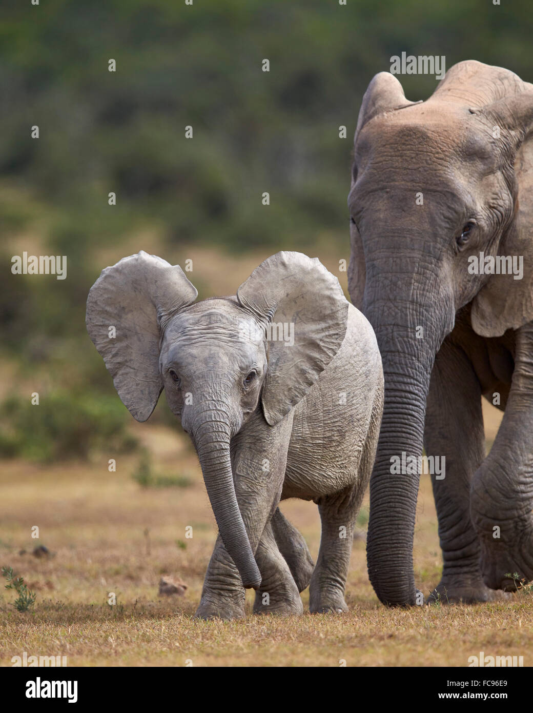 L'éléphant africain (Loxodonta africana), juvénile et adulte Addo Elephant National Park, Afrique du Sud, l'Afrique Banque D'Images