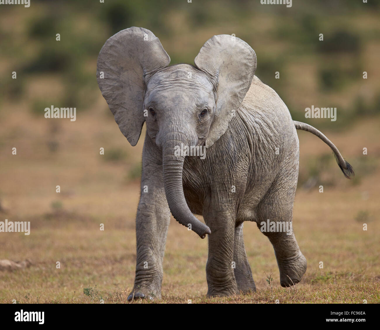Young African elephant (Loxodonta africana), l'Addo Elephant National Park, Afrique du Sud, l'Afrique Banque D'Images