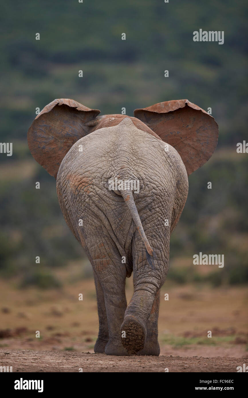 L'éléphant africain (Loxodonta africana) Bull, l'Addo Elephant National Park, Afrique du Sud, l'Afrique Banque D'Images