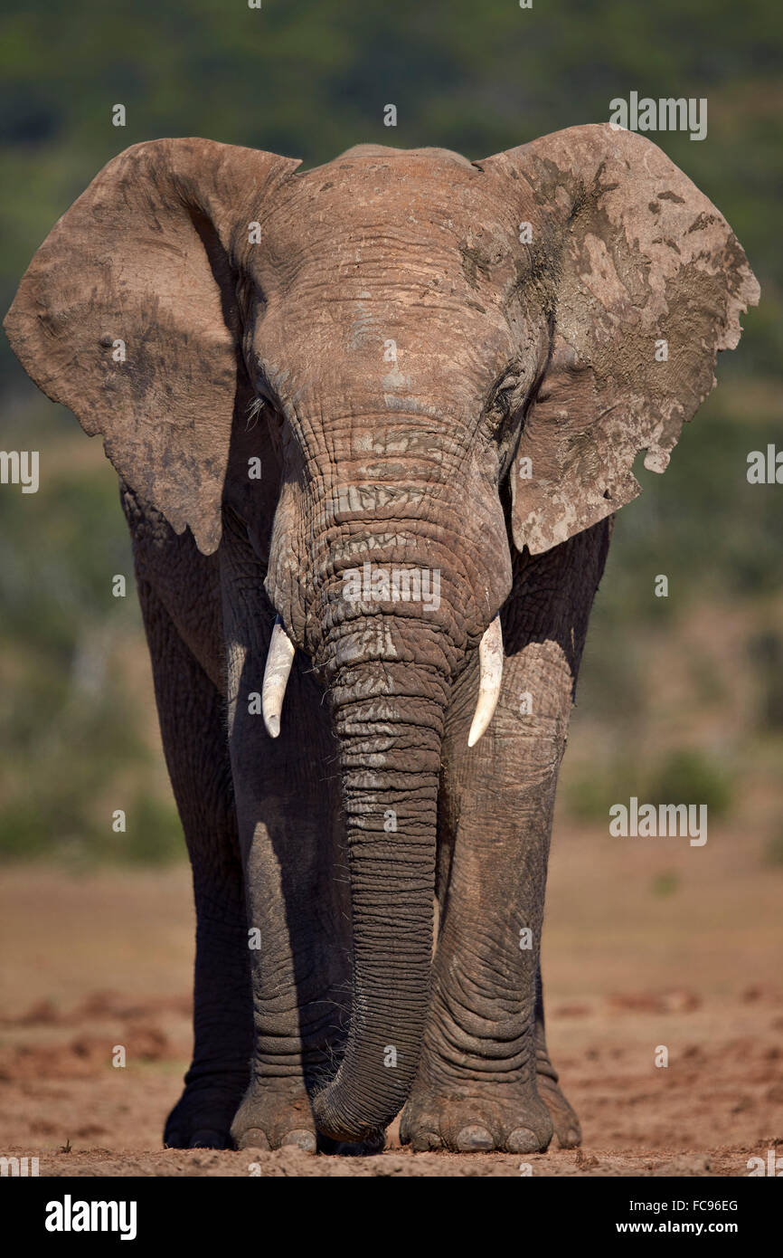 L'éléphant africain (Loxodonta africana) Bull, l'Addo Elephant National Park, Afrique du Sud, l'Afrique Banque D'Images
