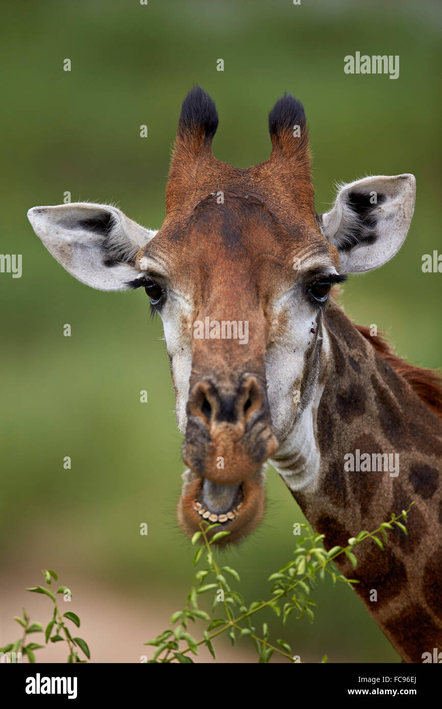 Cape Girafe (Giraffa camelopardalis giraffa) manger, Kruger National Park, Afrique du Sud, l'Afrique Banque D'Images