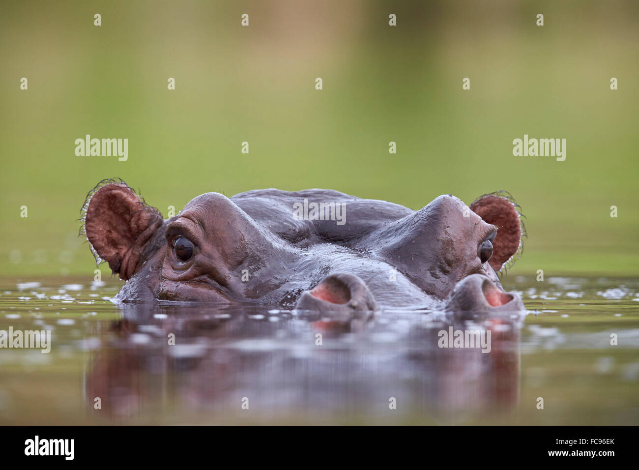 Hippopotame (Hippopotamus amphibius), Kruger National Park, Afrique du Sud, l'Afrique Banque D'Images