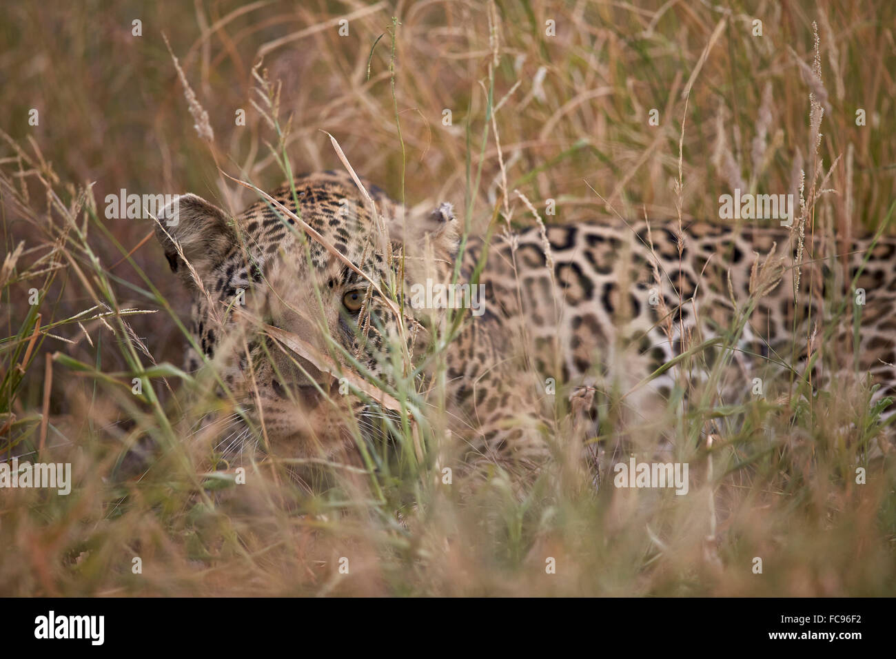 Leopard (Panthera pardus) de se cacher dans les hautes herbes, Kruger National Park, Afrique du Sud, l'Afrique Banque D'Images