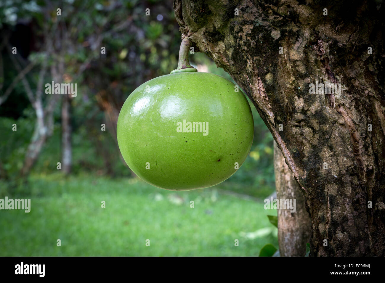 Chrysophyllum cainito Star, Apple, Yogyakarta, Indonésie. Banque D'Images