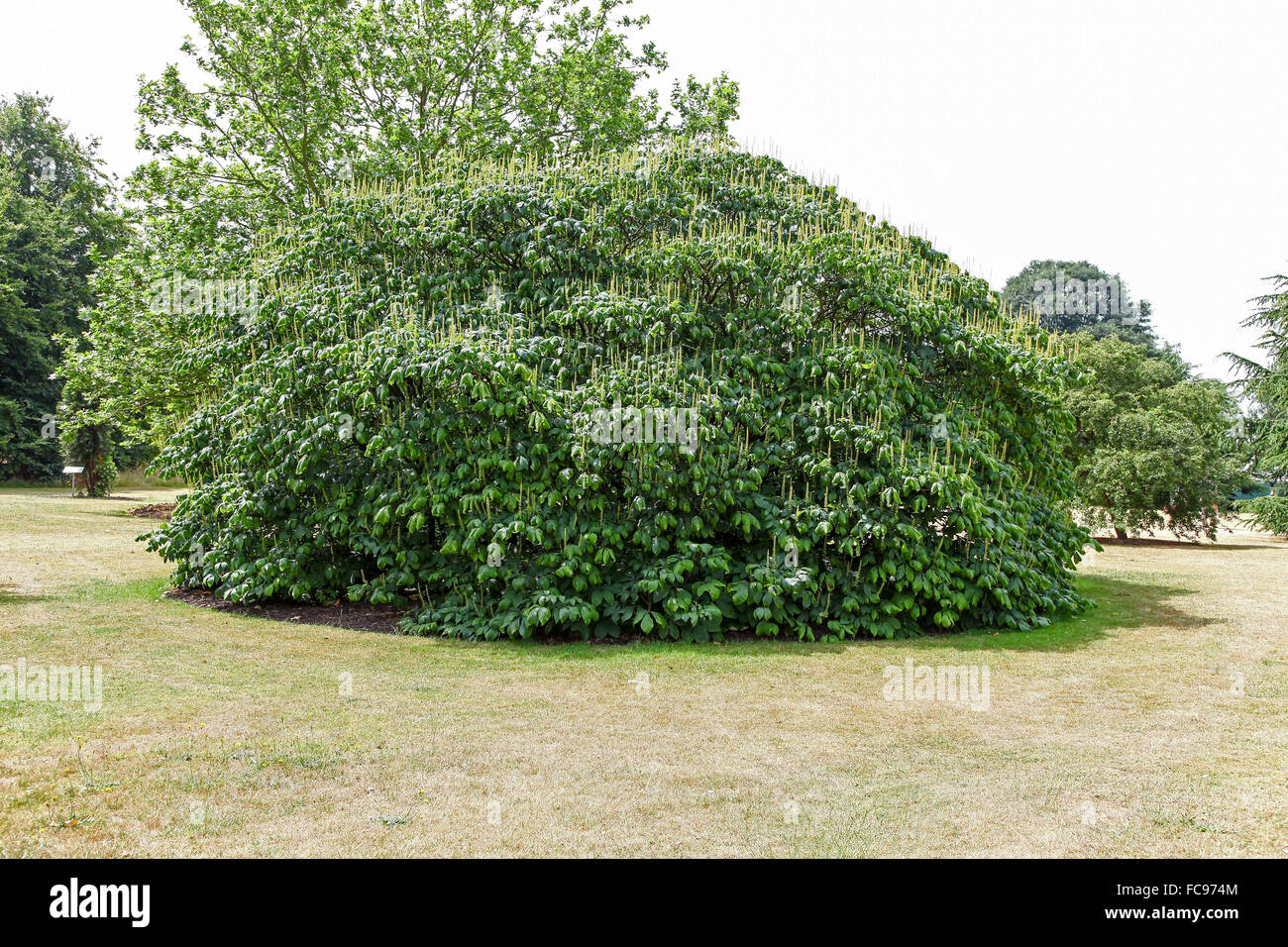 Jardins botaniques royaux de Kew Gardens London England UK Banque D'Images