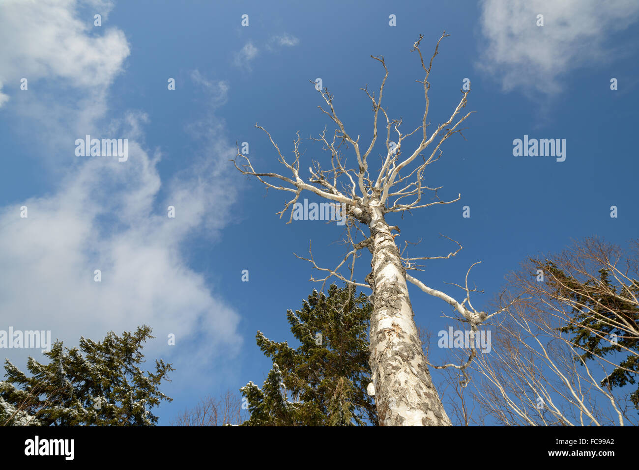 Des arbres dans la neige, hiver paysages - l'île de Sakhaline, en Russie. Banque D'Images