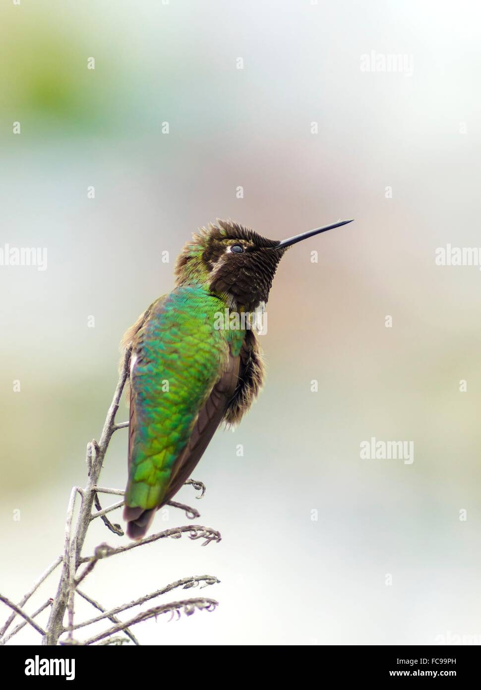 Vue de profil d'un petit Colibri d'Anna assis sur un perchoir. Distinctif pour ses longues, droites et minces, bec, iride Banque D'Images