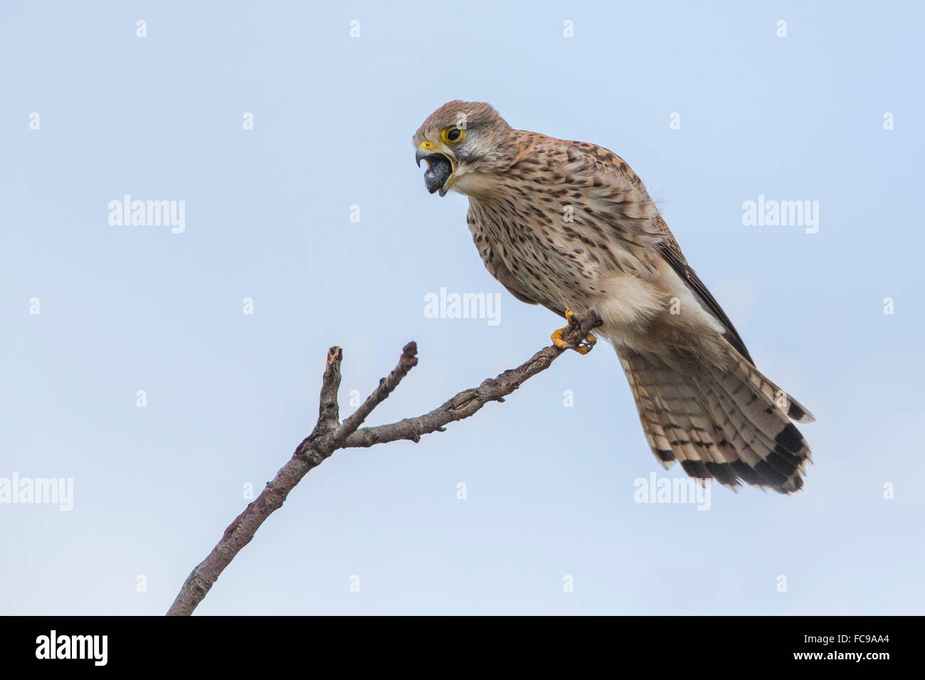 Pays-bas, de Nijkerk, Polder Arkemheen, faucon crécerelle (Falco tinnunculus) vomir pellet Banque D'Images