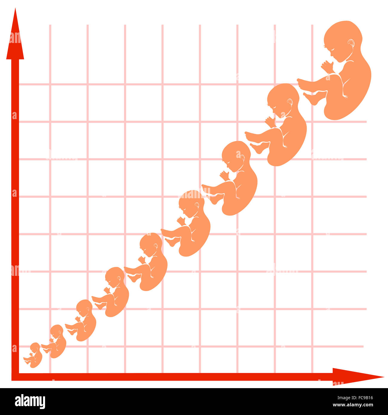 Courbe de croissance du foetus humain Banque D'Images