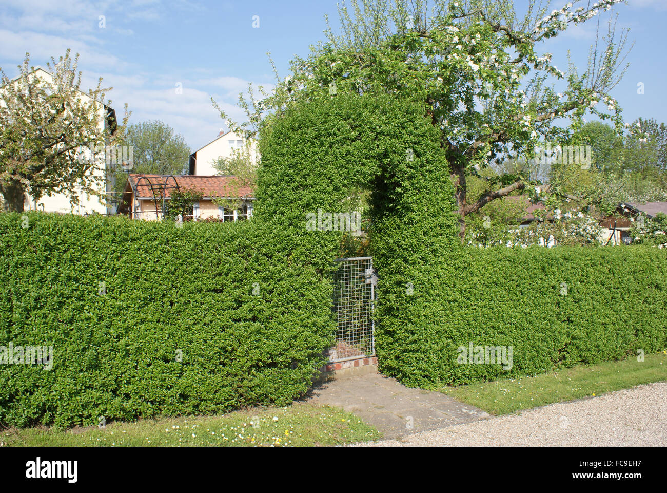 Privet-haie Banque D'Images