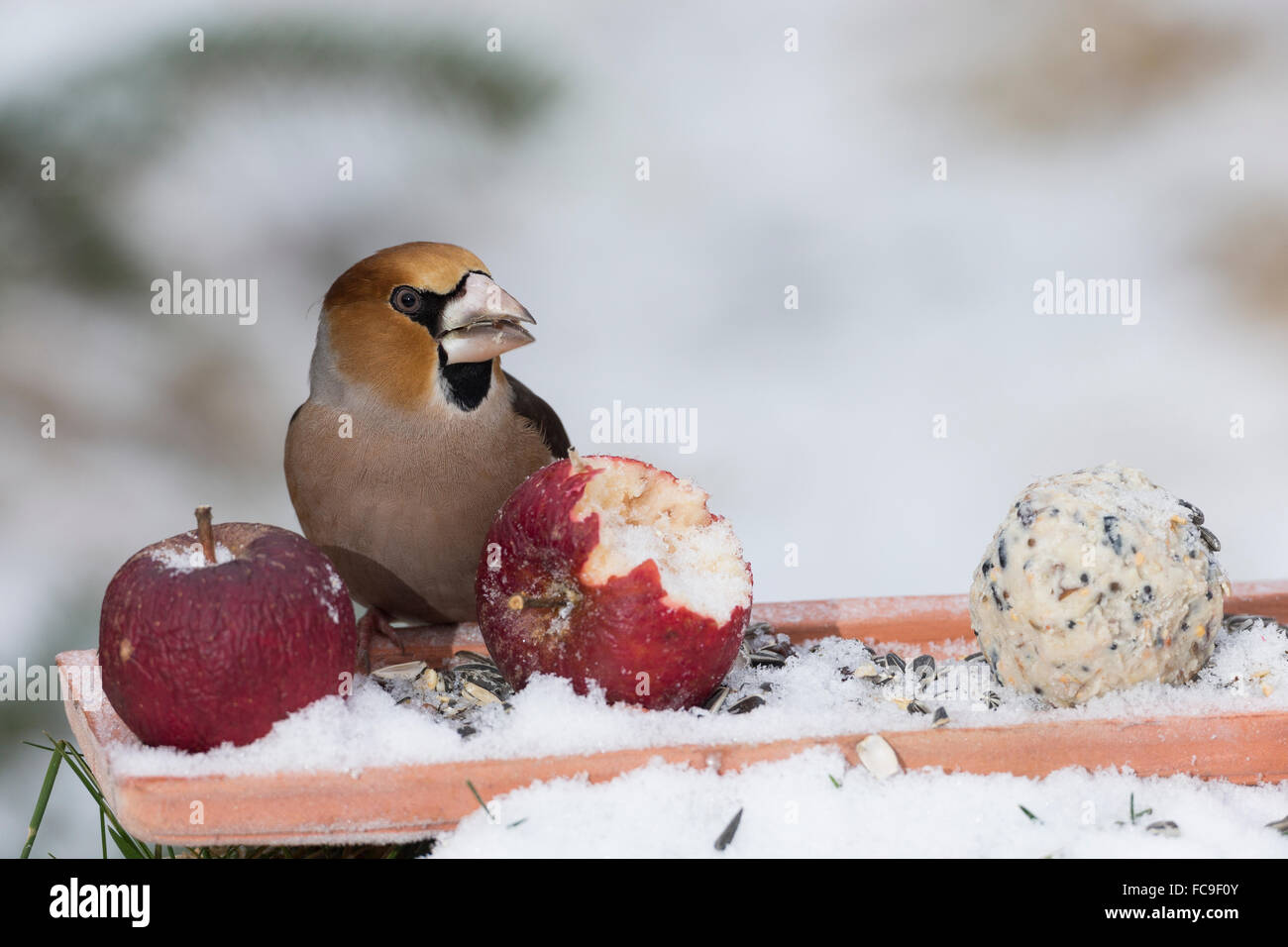 L'alimentation de l'oiseau, Hawfinch, Kernbeißer Kernbeisser Kirschkernbeißer,,,,, Vogelfütterung Vogelfutter Coccothraustes coccothraustes Banque D'Images