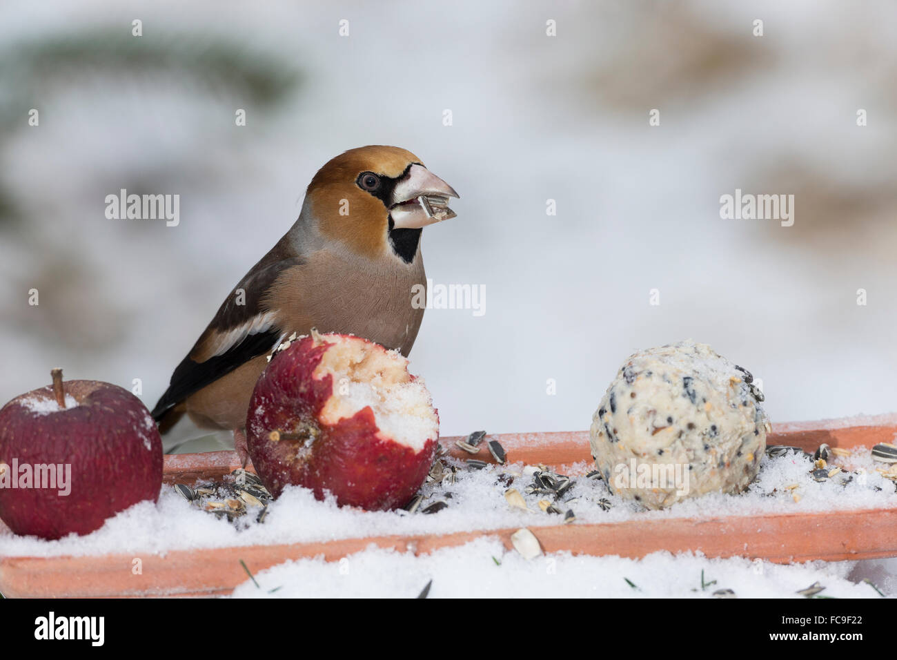 L'alimentation de l'oiseau, Hawfinch, Kernbeißer Kernbeisser Kirschkernbeißer,,,,, Vogelfütterung Vogelfutter Coccothraustes coccothraustes Banque D'Images