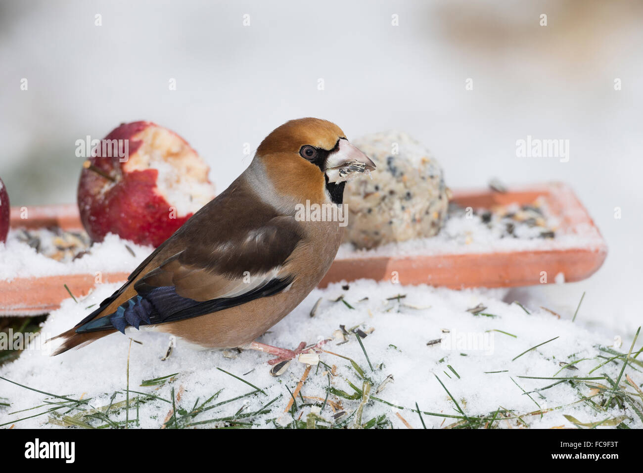 L'alimentation de l'oiseau, Hawfinch, Kernbeißer Kernbeisser Kirschkernbeißer,,,,, Vogelfütterung Vogelfutter Coccothraustes coccothraustes Banque D'Images