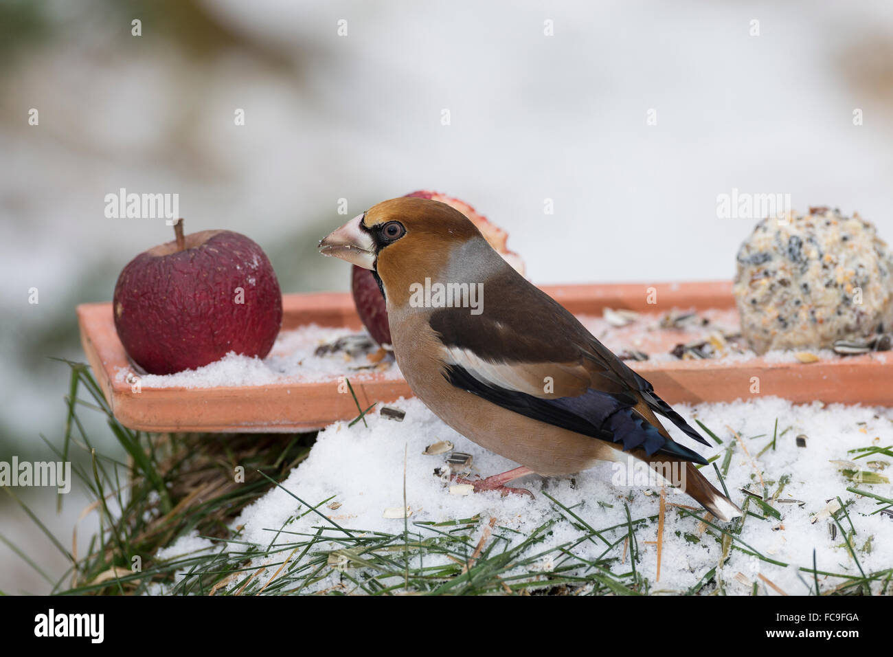 L'alimentation de l'oiseau, Hawfinch, Kernbeißer Kernbeisser Kirschkernbeißer,,,,, Vogelfütterung Vogelfutter Coccothraustes coccothraustes Banque D'Images