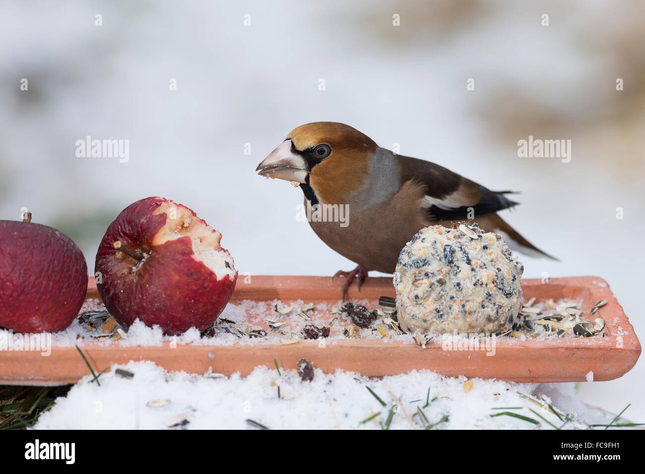 L'alimentation de l'oiseau, Hawfinch, Kernbeißer Kernbeisser Kirschkernbeißer,,,,, Vogelfütterung Vogelfutter Coccothraustes coccothraustes Banque D'Images