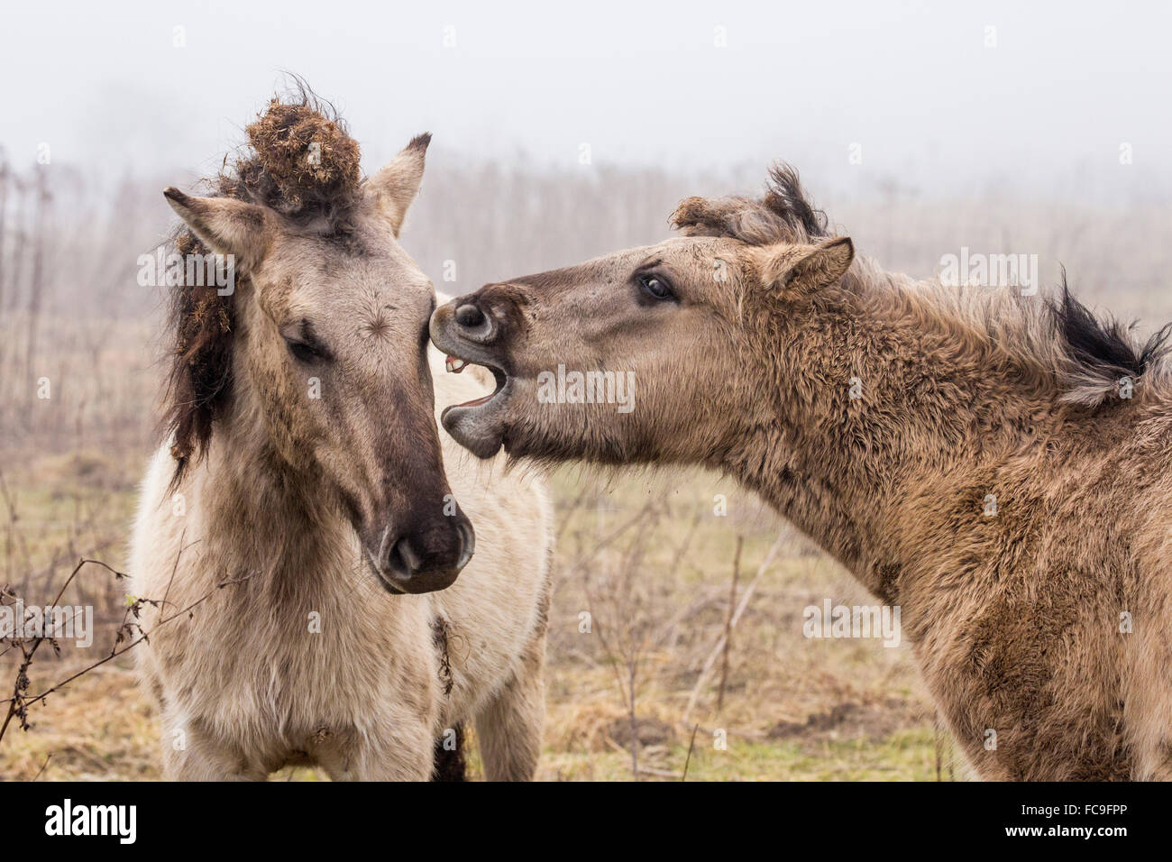 Pays-bas, Ooij, Ooijpolder, réserve naturelle Molenhoek. On appelle zone Bisonbaai. L'hiver. Chevaux Konik. La lutte contre les hommes Banque D'Images