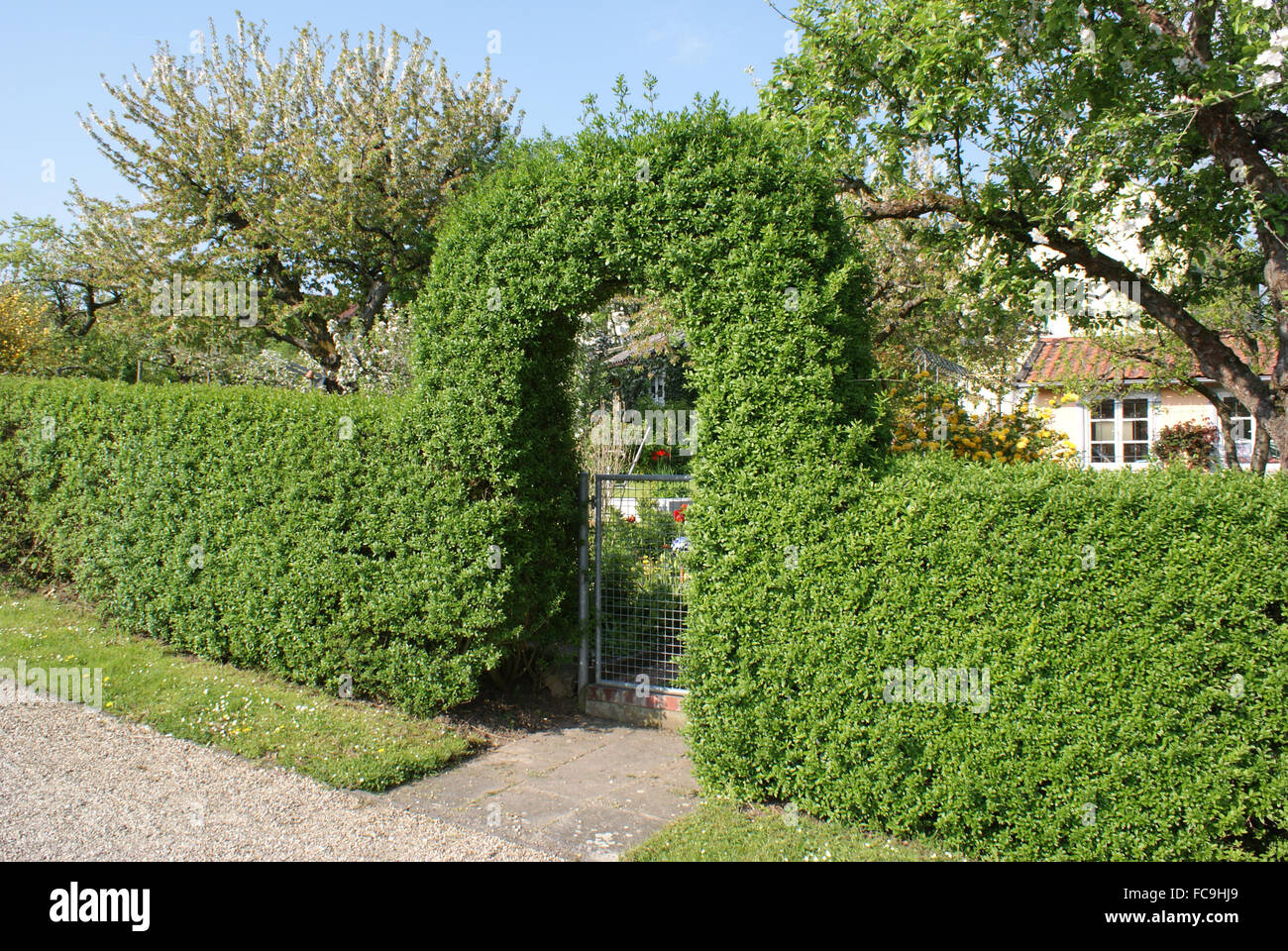 Privet-haie Banque D'Images