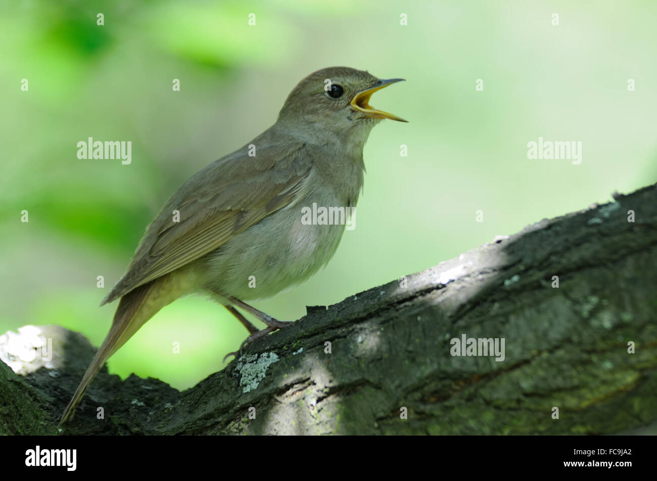 Nightingale chant Banque D'Images