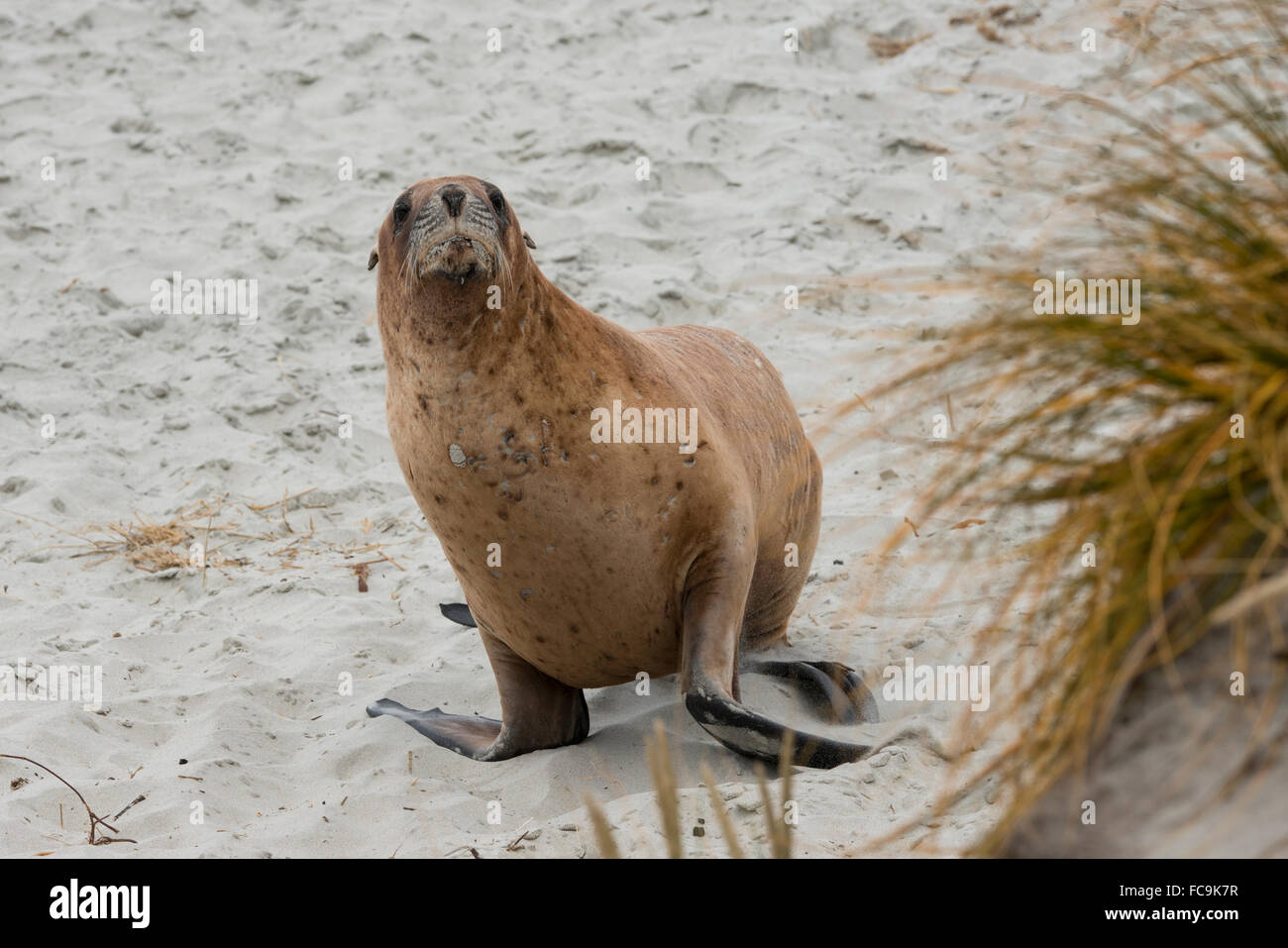 Nouvelle Zélande, île du Sud, Dunedin, Otago Peninsula. Lion de mer de Nouvelle-Zélande (M) (WILD : Phocarctos hookeri), aka Hooker's sea lion Banque D'Images