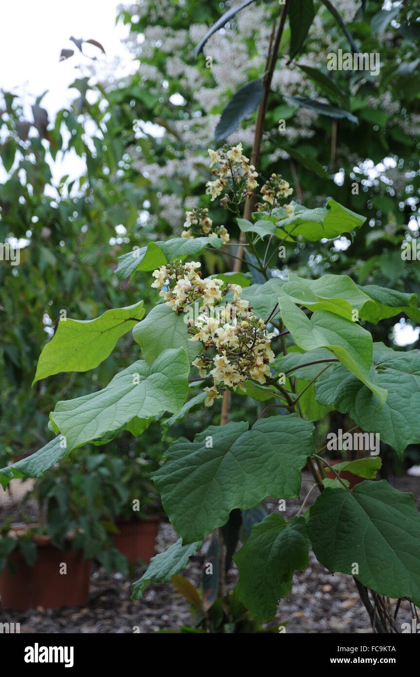 Catalpa jaune Banque D'Images