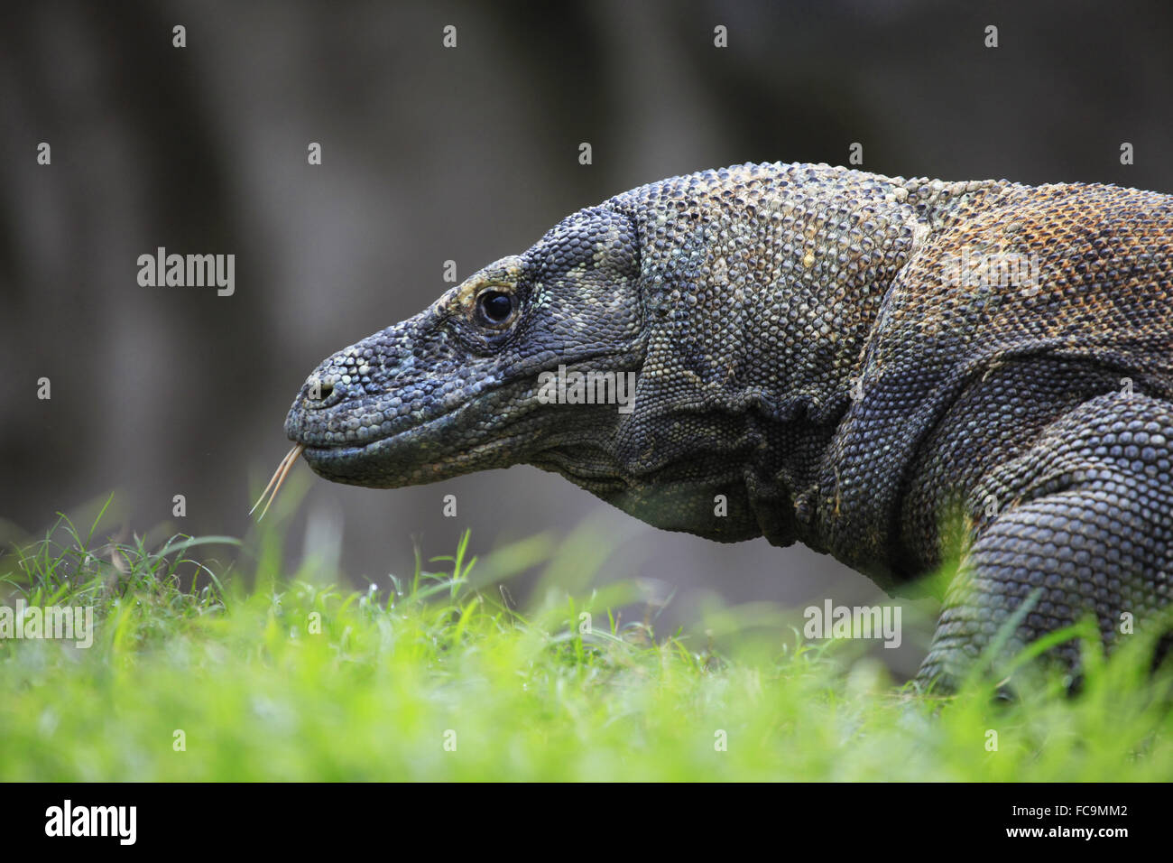 Dragon de Komodo Banque D'Images