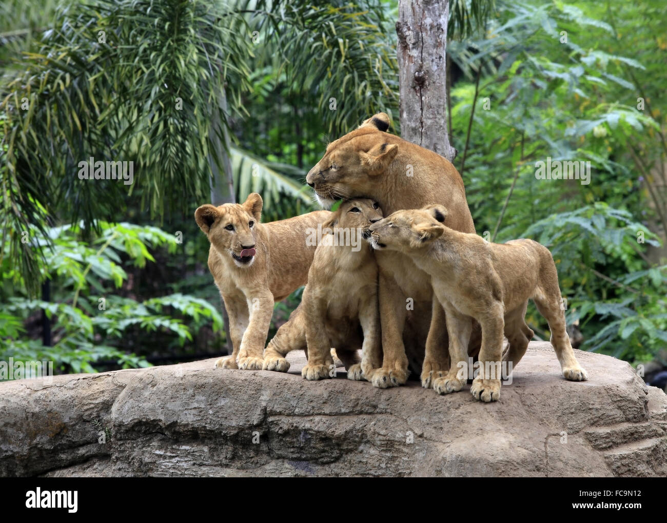 Famille de lions Banque D'Images