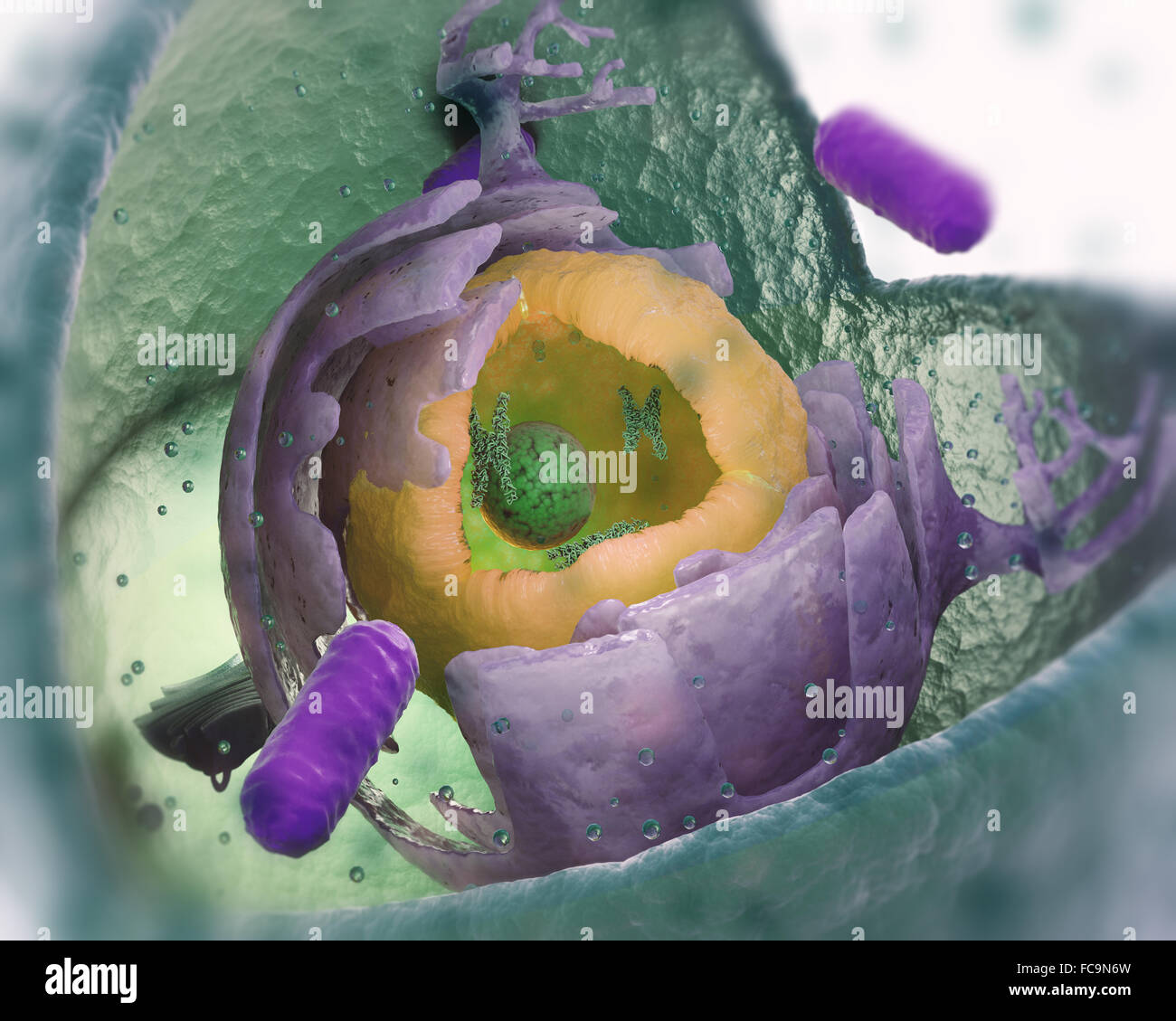 La structure des cellules eucaryotes cut-away - scientifiquement exact 3d illustration Banque D'Images