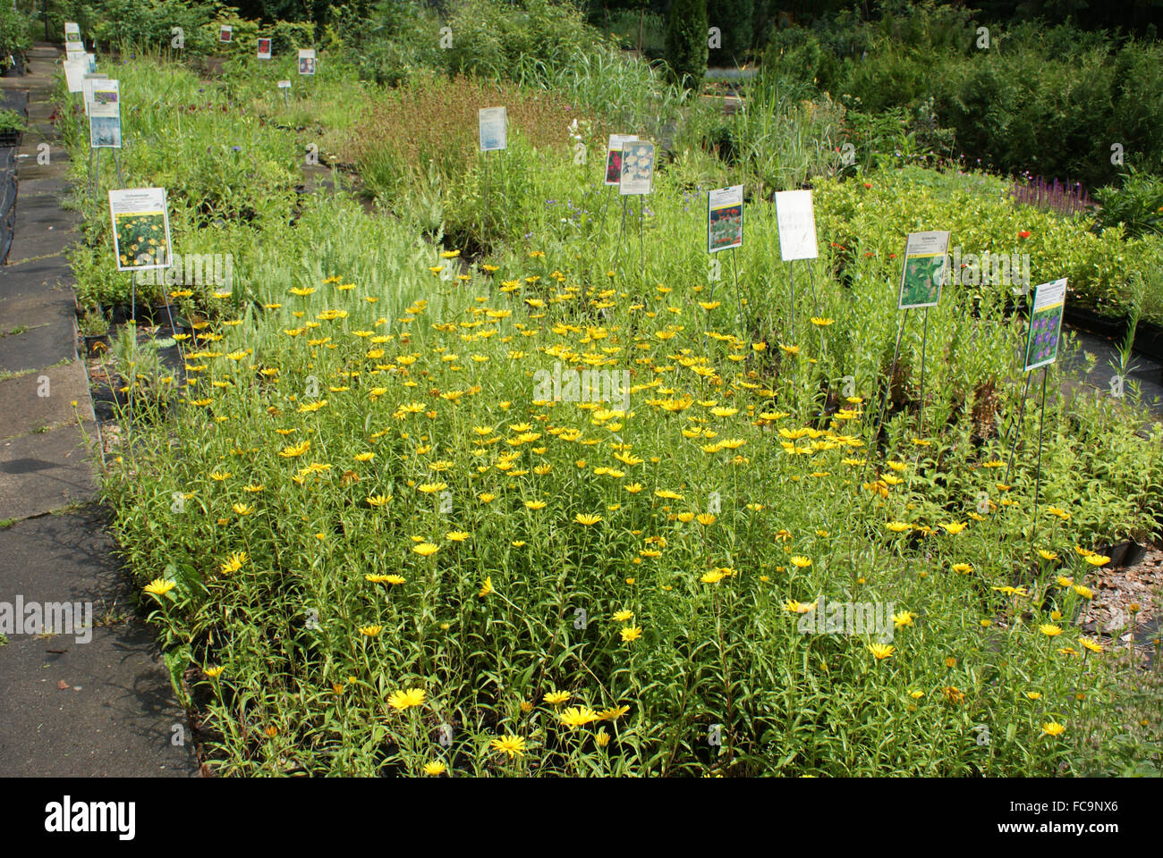 Oxeye marguerites Banque D'Images