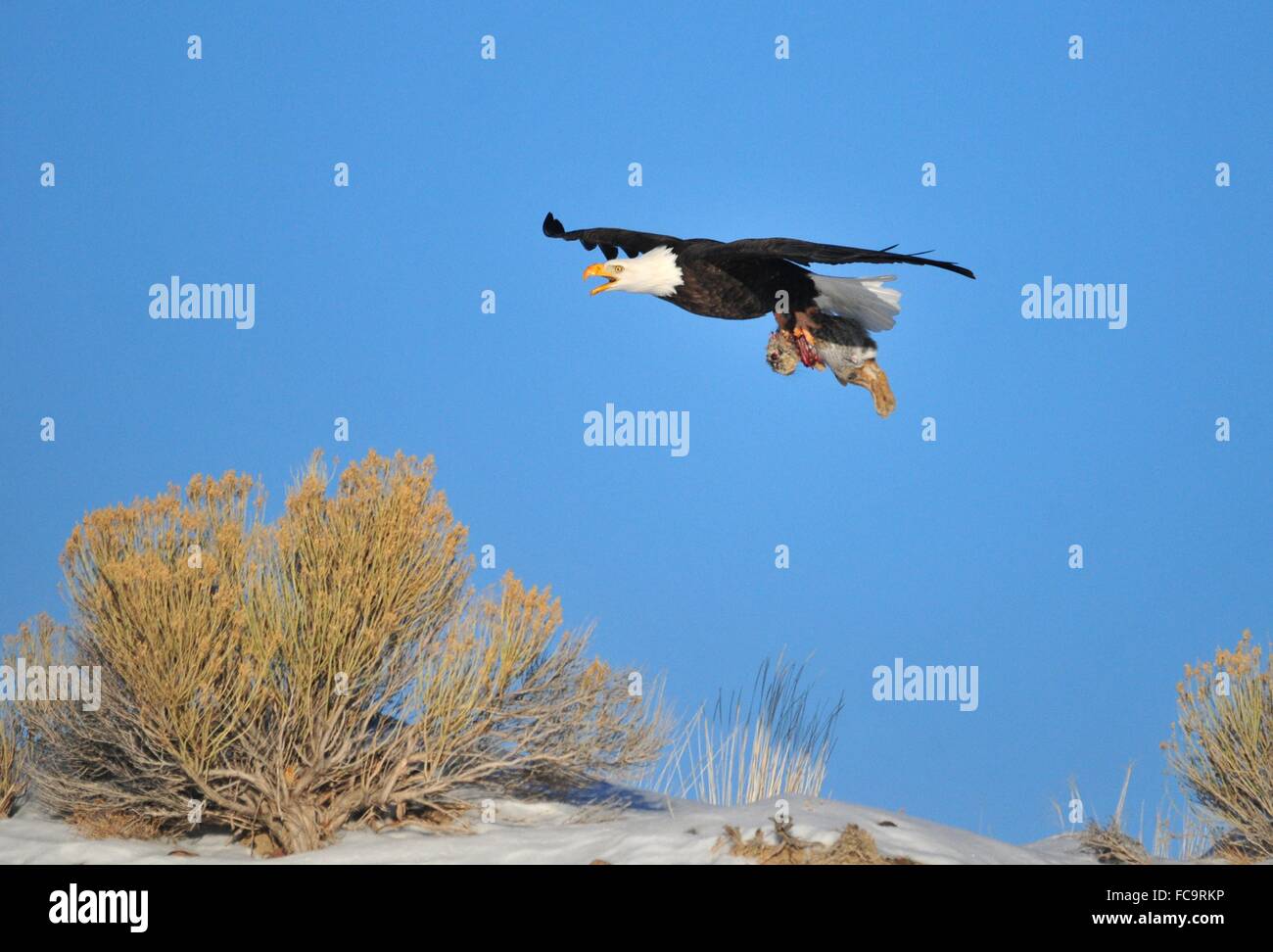 L'aigle porte Banque de photographies et d'images à haute résolution - Page  2 - Alamy
