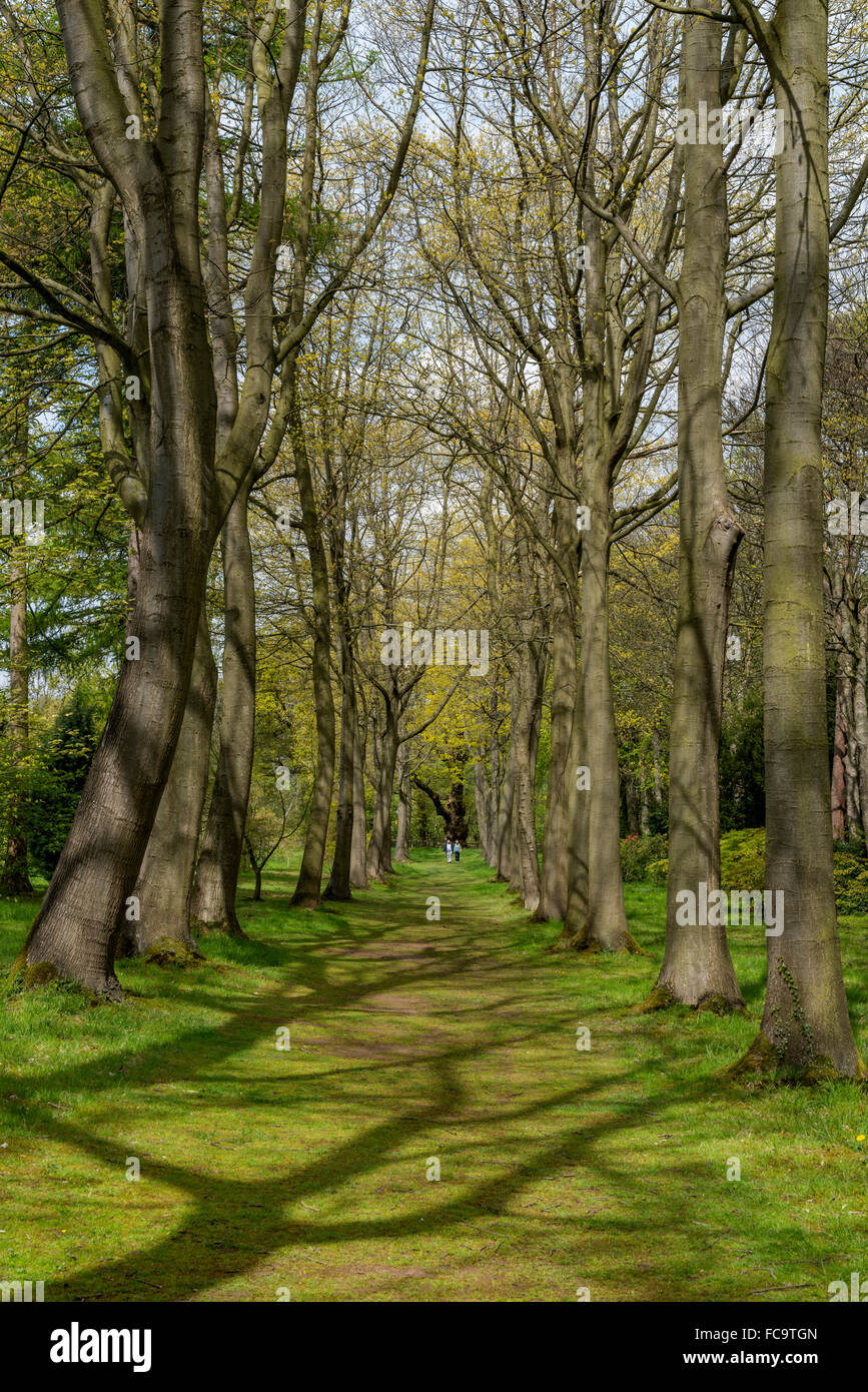 Un bosquet d'arbres à l'arboretum Perrow Thorp Banque D'Images