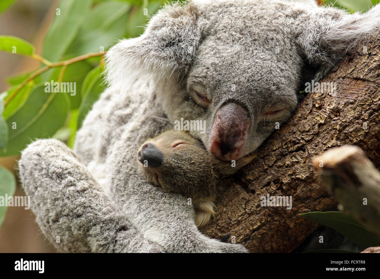 Baby Koala Bear Banque D Image Et Photos Alamy