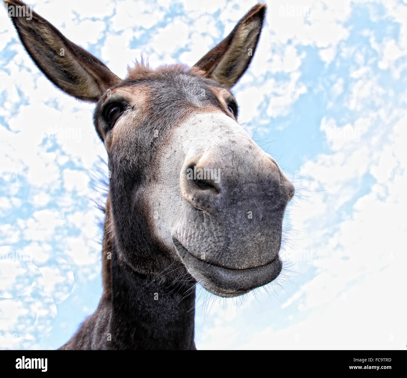 Ane Drole Photo Stock Alamy
