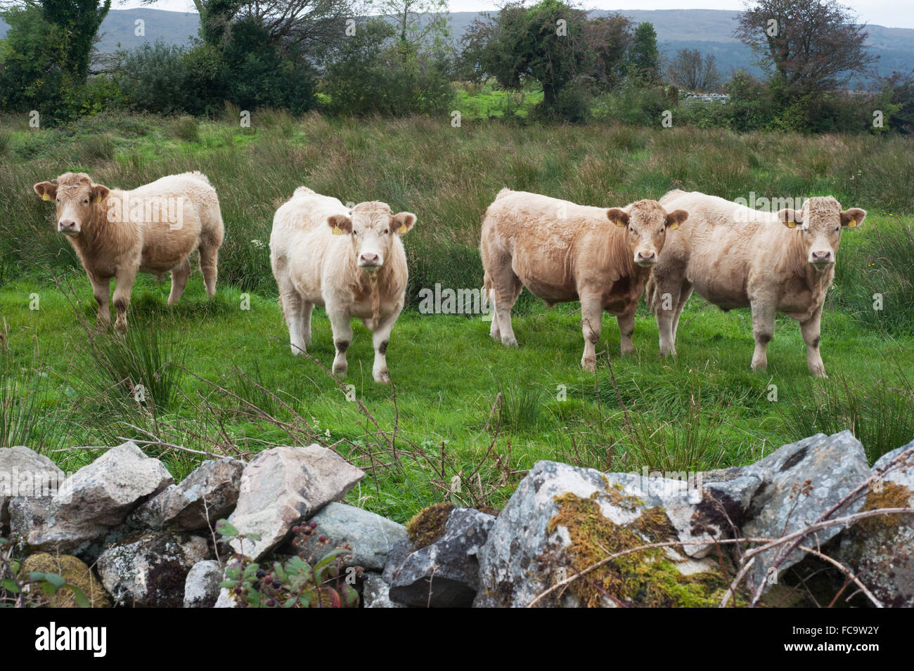 Bovins vache en Irlande Banque D'Images