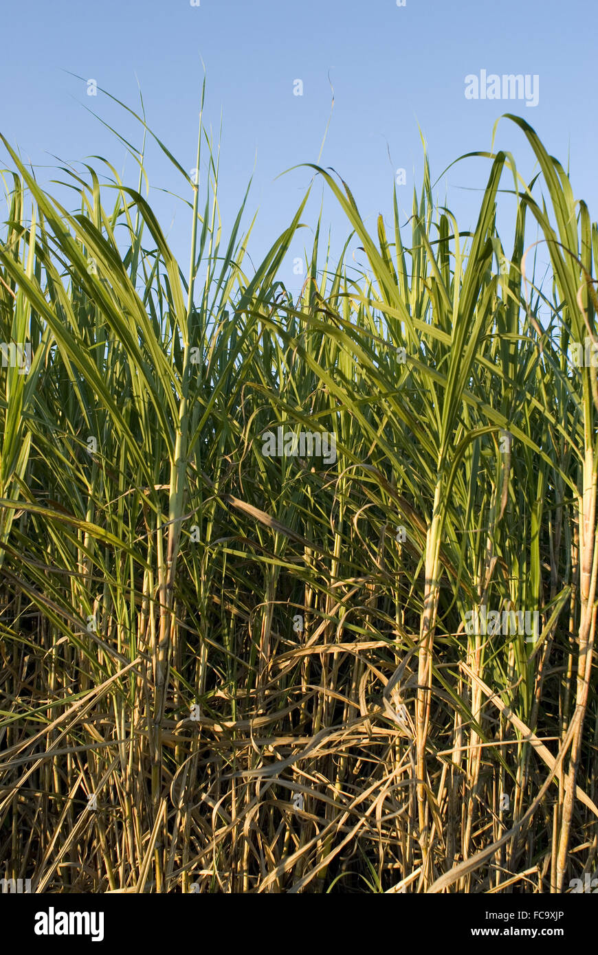 canne à sucre mûre Banque D'Images