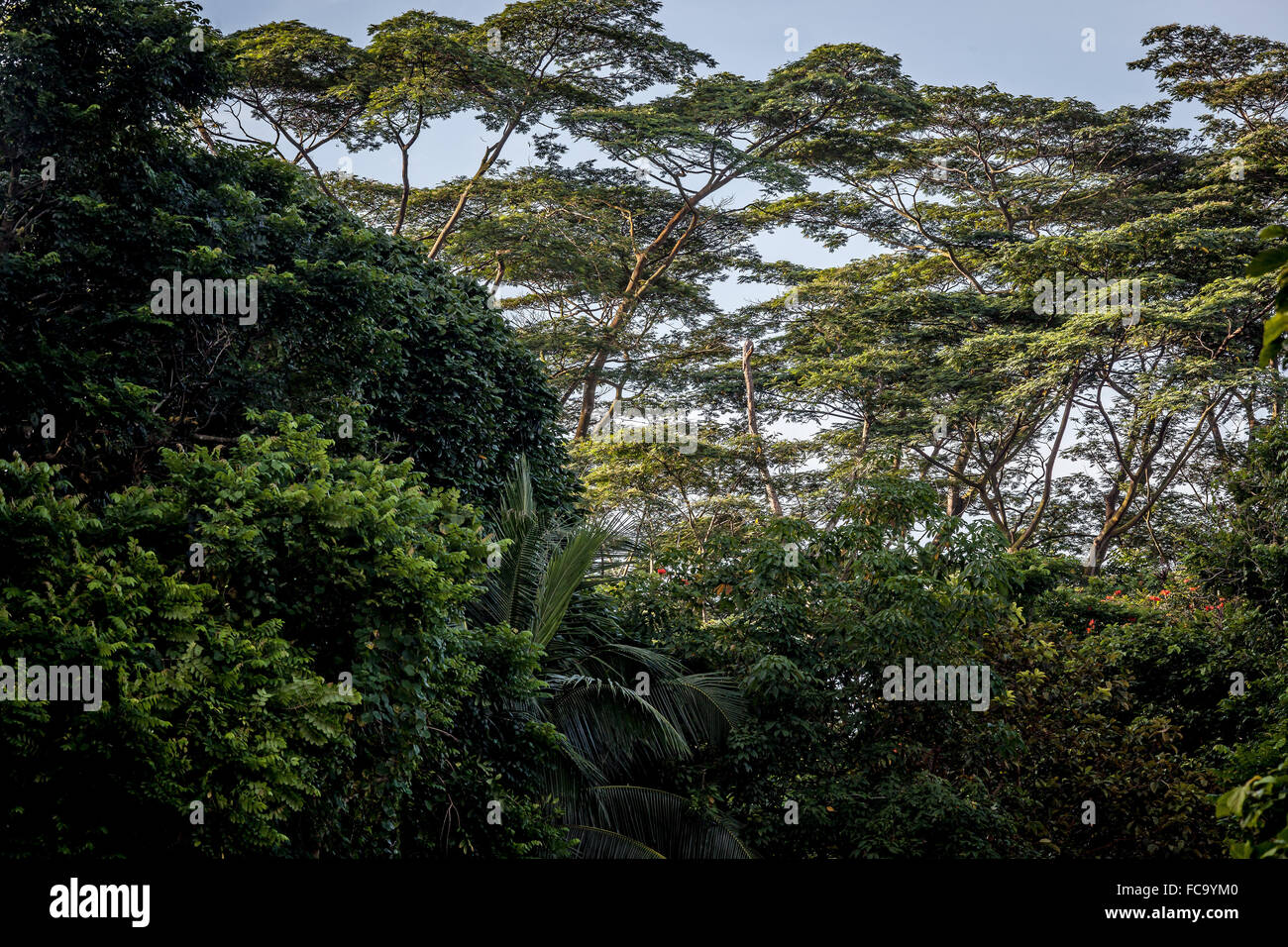 Forêts tropicales humides. Réserve naturelle de Bukit Timah à Singapour. Banque D'Images