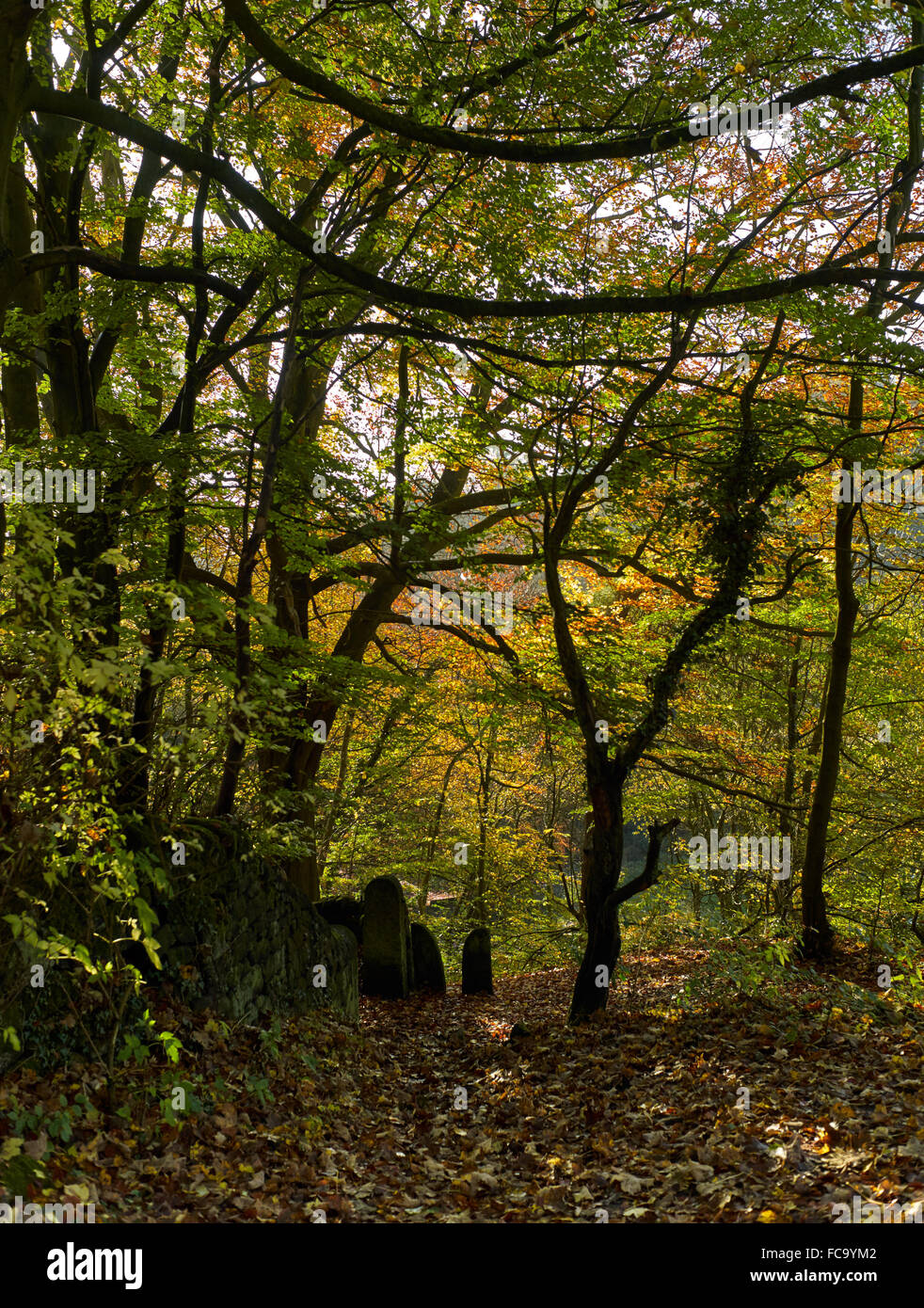 Un stile menant à un sentier dans un bois de l'automne Banque D'Images