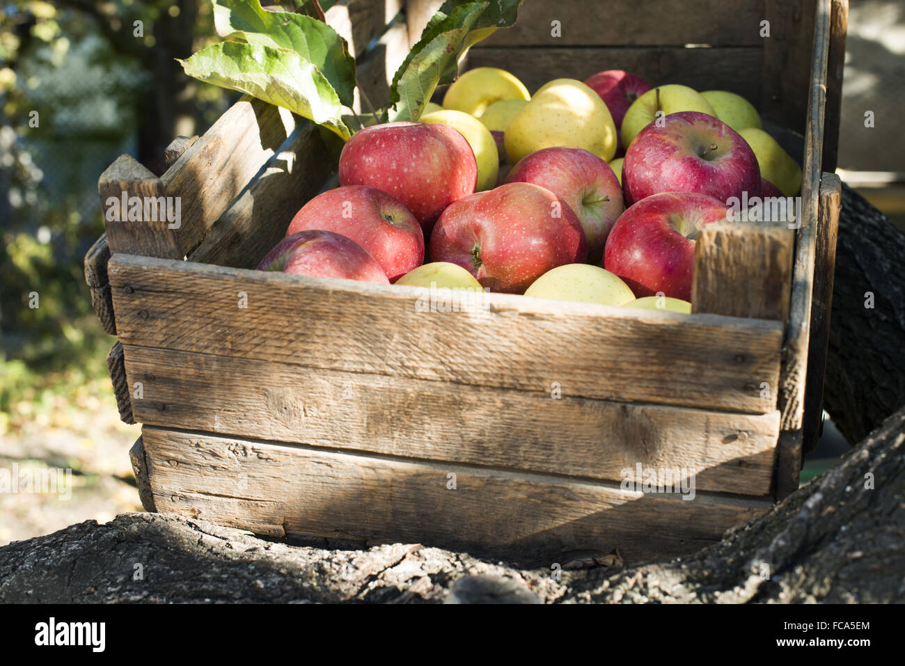 Les pommes dans une vieille caisse en bois on tree Banque D'Images