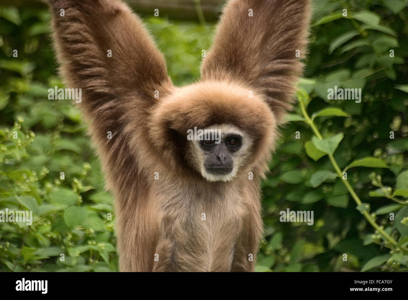 White remis Gibbon Banque D'Images