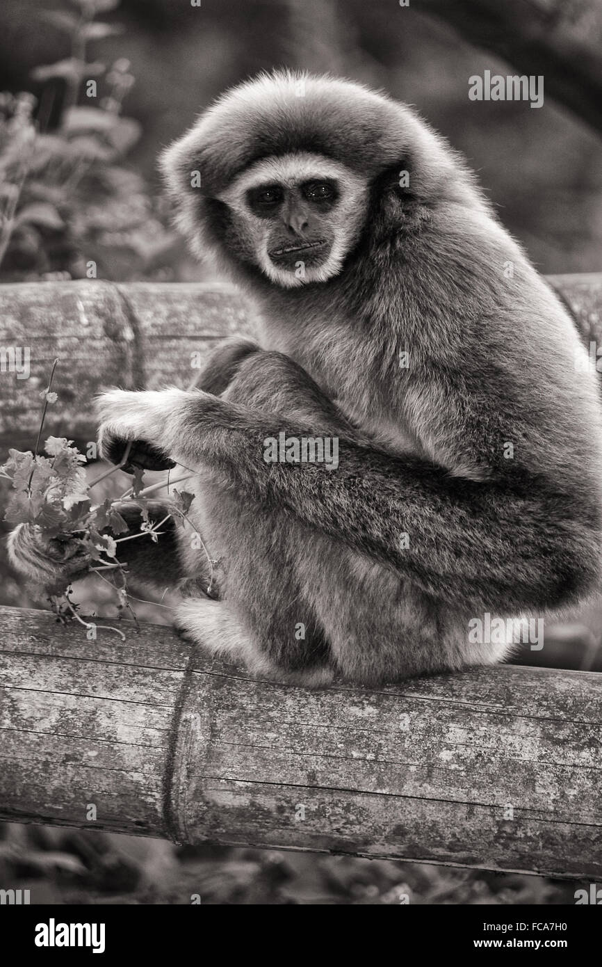 White remis Gibbon Banque D'Images