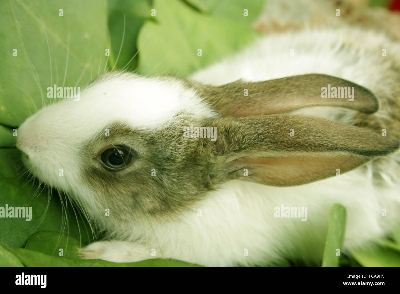 Lapin Banque D'Images