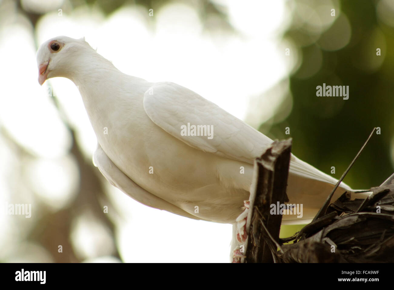 Libération - pigeon blanc colombe Banque D'Images